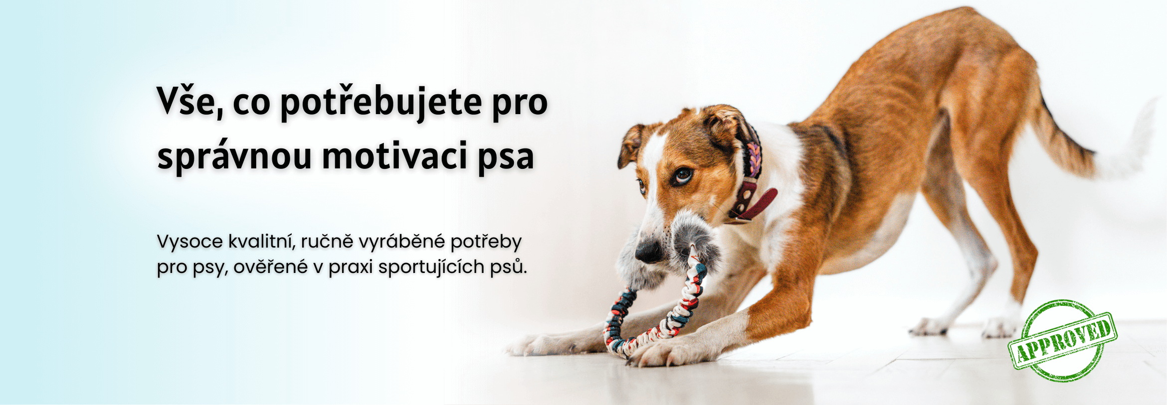Vše co potřebujete pro správnou motivaci psa